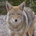 Critter Removal - Coyote Removal