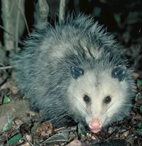 Critter Removal - Opossum Removal