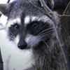 Critter Removal - Raccoon Removal