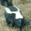 Critter Removal - Skunk Removal