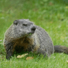 Critter Removal - Woodchuck and Groundhog Removal